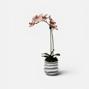 Pink orchid in white ceramic pot